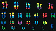 46 menschlichen Chromosomen