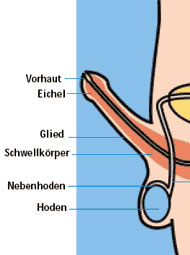 Graphische Darstellung der Eichel am mnnlichen Penis