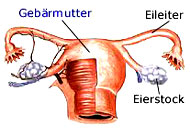 Graphische Darstellung der Lage der Eierstöcke