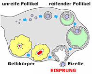 Schema des monatlichen Zyklus in einem Eierstock