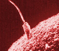 Spermium an einer Eizelle
