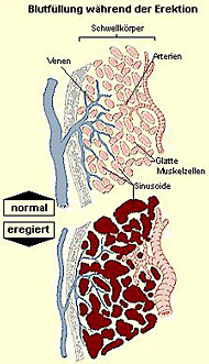 Blutfllung der Schwellkrper im normalen und im erigierten Zustand des Penis.