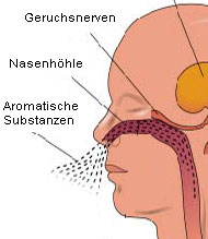 Geruchssinn Erklrungs-Grafik