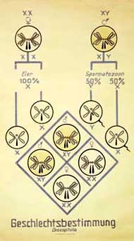 Alte Genetik-Tafel zur Geschlechtsbestimmung