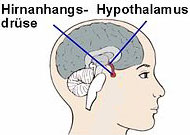 Hirnanhangsdrüse, Hypophyse, Glandula pituitaria, Hormondrüse, steuert Sexualverhalten des Menschen.