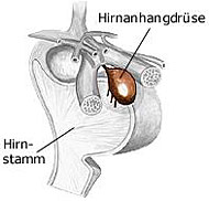 Hirnanhangsdrüse, Hypophyse, Glandula pituitaria, Hormondrüse, steuert Sexualverhalten des Menschen.