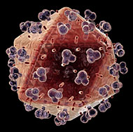 3-D Modell des HIV-Virus