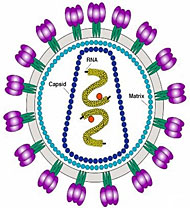 Grafik-Modell des HIV-Virus