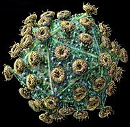 Foto des HIV-Erregers