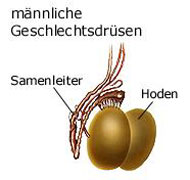 Hoden - männliche Geschlechtsdrüsen