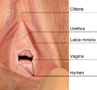 Hymen Orientierungsgrafik