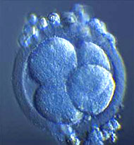 Embryo im Vierzellstadium