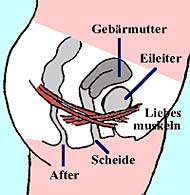 Liebesmuskeln - Beckenbodenmuskeln der Frau, PC-Muskeln, pubococcygeal muscles