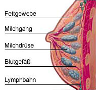 Die weibliche Brust setzt sich aus ca. 15 Milchdrüsen, Bindegewebe und Fett zusammen