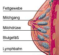 Die weibliche Brust setzt sich aus ca. 15 Milchdrsen, Bindegewebe und Fett zusammen