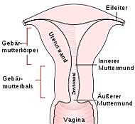 äusserer und innerer Muttermund