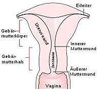 usserer und innerer Muttermund