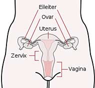 innere weibliche Geschlechtsorgane
