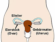 Eierstöcke = Ovarien
