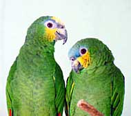 Papageien zeigen eine sehr enge Paarbindung