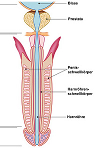 Penoid - chirurgisch aufgebauter Penisersatz