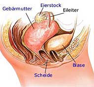 Die Scheide, auch Vagina genannt