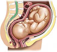 Schwangerschaft, Gestation, Gravidität