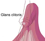 Schwellkörper bei der Frau: Klitoris
