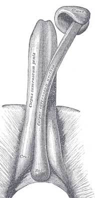 3 Schwellkörper beim Mann: Penisschwellkörper, Harnröhrenschwellkörper, Eichelschwellkörper