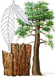 Yohimbin - Yohimbe Baum, Blatt und Rinde