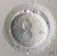 Zygote