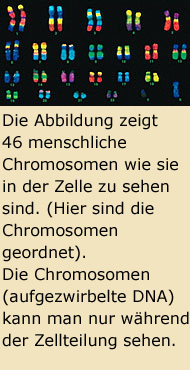 46 menschlichen Chromosomen