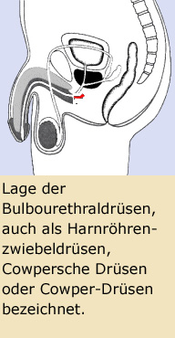 Bulbourethraldrsen, Harnrhrenzwiebeldrsen, Cowpersche Drsen, Cowper-Drsen