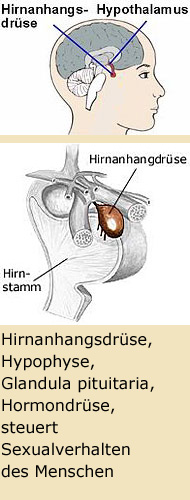 Hirnanhangsdrse, Hypophyse, Glandula pituitaria, Hormondrse, steuert Sexualverhalten des Menschen.