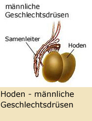 Hoden - mnnliche Geschlechtsdrsen