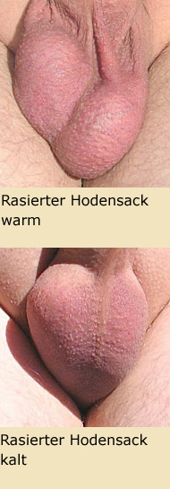 Rasierter Hodensack warm